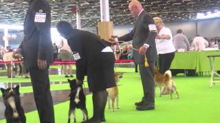 WORLD DOG SHOW 2011 SHIBA INU Part 2 [upl. by Annaigroeg613]