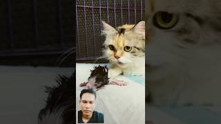 Cat kitten cat catmantoo caturday shortvideo shorts remix dewimaryani7165 [upl. by Bentlee458]