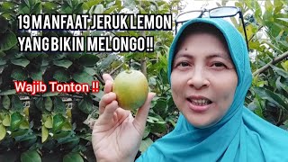 19 MANFAAT MENAKJUBKAN JERUK LEMON UNTUK KESEHATAN TUBUH [upl. by Parrisch211]