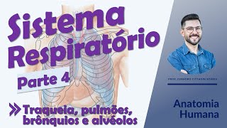 Sistema Respiratório  Aula 04  Traqueia pulmões brônquios e alvéolos  Anatomia Humana [upl. by Sukul]