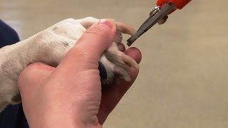 How to Trim Dogs Nails  Canine Nail Trim [upl. by Barraza]