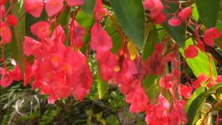 〖伊豆味ベゴニア園〗 Okinawa Izumi Begonia Garden [upl. by Anniram]