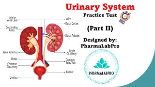 Urinary System Quiz  Anatomy amp Physiology Review  Part 2 [upl. by Tiedeman]