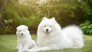 Training Your Samoyed for OffLeash Walks A Comprehensive Guide [upl. by Eatnwahs598]