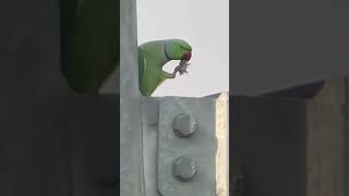 quotCurious Green Parrot Playful Behaviors and Funny Anticsquot [upl. by Khano]