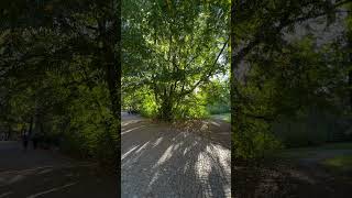 Pterocarya fraxinifolia Kaukasische Flügelnussbaumarten bäume [upl. by Burroughs]