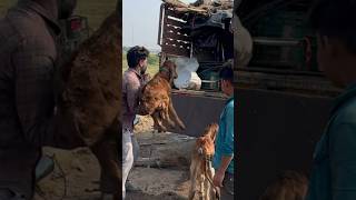 Finally gharpe nikal gaye bina dudh ki gaiye cow gircrosscowmilk minivlog farming milkingcow [upl. by Eiznek289]