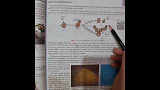 X BIOLOGY budding amp spore formation  MOST EASY EXPLANATION FOR BOARDS [upl. by Schluter]