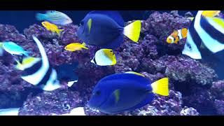 Zebrasoma xanthurum adult couple fish only saltwater tank [upl. by Acul]