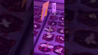 Lisianthus update 58 Days after seed starting Growing Lisianthus by Seed Zone 5 Cut Flower Farm [upl. by Nylla]