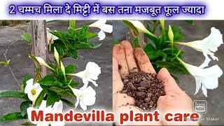 Care of Mandevilla plant  Mandevilla में ज्यादा फूल कैसे पाएं बेस्ट soil tips [upl. by Assilav]