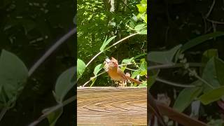 Mommy Cardinal Amber Followed By Parasitic Cowbird Chick cardinalbird cowbirdbirders birdinglife [upl. by Eilahs593]