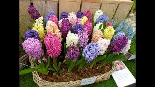 Amazing and Most Beautiful Hyacinthus Flowers  Hyacinths [upl. by Esital]