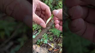 Easy Trees Grafting Methods plants grafting tree graft nature farming fruittrees yt [upl. by Milore]