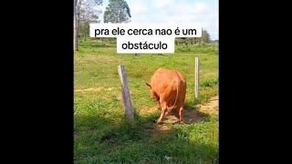 Boi e a cerca Corrida na laçada Cupim e Lição de Vida  Bull  loop Farming and Life Lesson [upl. by Hannan588]