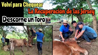 Regrese a Ver la Recuperación de unas Jersey que Estaban Muriendo Descorne un Toro [upl. by Philly200]