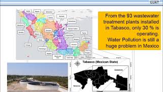 Phytoremediation of wastewater with Thalia Geniculata [upl. by Corry]