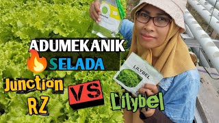 ADUMEKANIK Selada Junction RZ Vs Bejo Lilybel  Bagusan Mana nih urbanfarming [upl. by Itch]