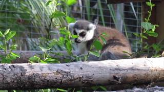 RingTailed Lemur Observation Video [upl. by Mcdonald]