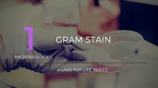 Gram Stain [upl. by Enael]