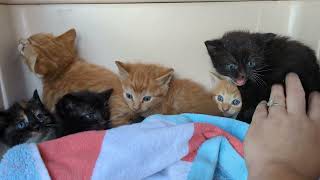 NEW Kittens Hissing Video [upl. by Rufe]