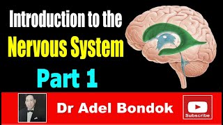 Introduction to the Nervous System Part 1 Dr Adel Bondok [upl. by Zillah276]