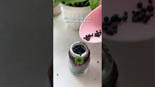 Use fluval stratum for your fast and easy houseplant propagation [upl. by Anitnamaid]