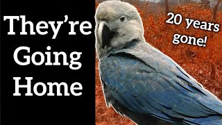 Spixs Macaw Released After 20 Years  Shorts [upl. by Garvy969]