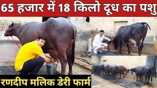 65 हजार में 18 किलो दूध  Randeep Malik Dairy Farm  20 Buffaloes All Time Available [upl. by Doehne]