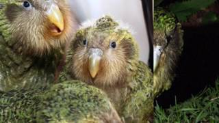 The Kakapo Recovery [upl. by Whale]