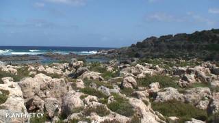 Visit to the Plant Microreserve of Phoenix theophrasti habitat type in Western Crete [upl. by Adaurd]