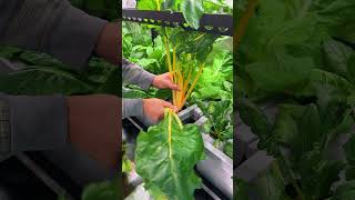 There are ways to grow food inside your home SpiderFarmer grow tent is one of them [upl. by Aliehc]