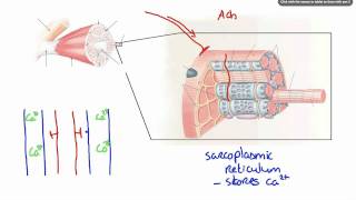 042 How Calcium ion release results in Muscle Contraction [upl. by Imoyn522]