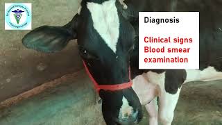 Uncovering the Mystery of Cow Anaplasmosis Vets Reveal All [upl. by Ydnagrub]