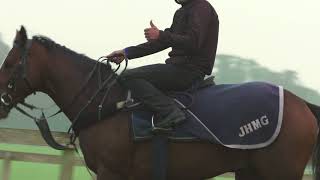 Warren Hill Newmarket  The Busiest Racehorse Gallops in Britain [upl. by Bagley]