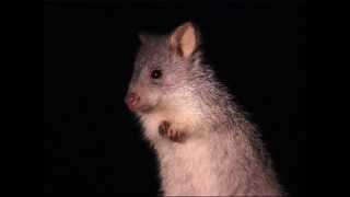 Rufous Bettong [upl. by Dazhehs]