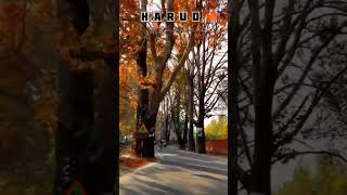 Harud in kashmir  kashmiri season😍kashmir season viralreel viralshort viralvideo viralreels [upl. by Olsen909]