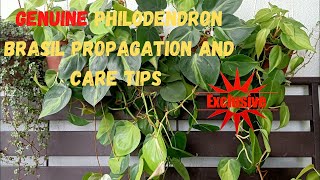 How To Propagate And Take Care Of Philodendron Brasil  Heartleaf  Sweet Heart [upl. by Nongim]