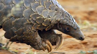 Pangolins and Aardvarks Search for Termites  4K UHD  Seven Worlds One Planet  BBC Earth [upl. by Kcid529]