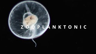 ZOOPLANKTONIC  plankton diversity [upl. by Derby]