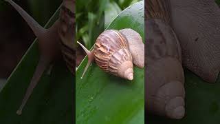 Amazing and Active Snail doing Stretching shortvideo nature Snail shelledgastropod molluscan [upl. by Feeley201]