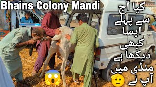 Bhains Colony Mandi Karachi Cattle Latest Rates Update 20 November 2024  Cow Mandi 2025 [upl. by Cedar836]