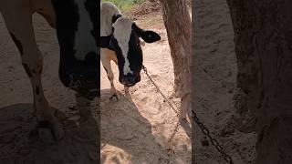 Cow lower jaw Swelling  Actinomycosis [upl. by Anayhd]