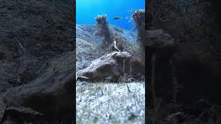 It’s a Batfish adventure explore underwater gopro fish oddlysatisfying weird [upl. by Amadus]