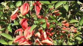 Tree symbol of Uruguay Erythrina crista galli UY 04 2022 Antonio Silveira [upl. by Tymothy]