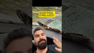 Quem paga o prejuízo 🐢🚙 [upl. by Norvil]