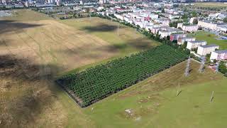 Paulownia Cotevisa 2 plantation in Romania [upl. by Ellmyer18]