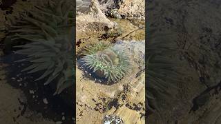 Sea Anemone seacreatures getoutside tidepools nature timelapse [upl. by Cire]