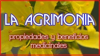 La Agrimonia Propiedades y Beneficios Medicinales [upl. by Davide]