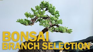 Bonsai Branch Selection  How to Create a Bonsai from Nursery Stock [upl. by Shrier222]